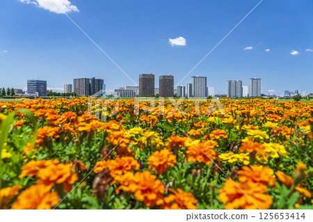 遍佈玉川綠地和川崎公寓大樓的萬壽菊花田[神奈川縣川崎市 - 東京都大田區] 125653414
