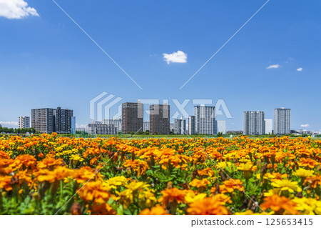 遍佈玉川綠地和川崎公寓大樓的萬壽菊花田[神奈川縣川崎市 - 東京都大田區] 125653415