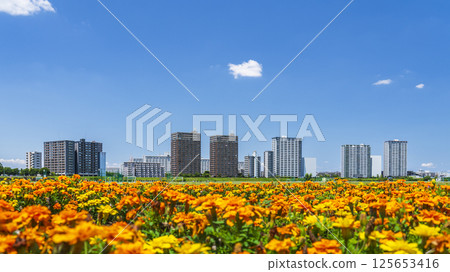 遍佈玉川綠地和川崎公寓大樓的萬壽菊花田[神奈川縣川崎市 - 東京都大田區] 125653416