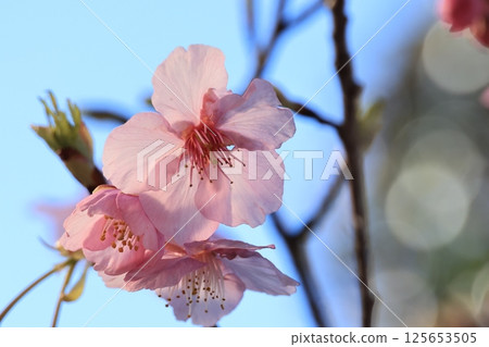 Kawazu cherry blossoms that have begun to bloom Kawazu cherry blossoms that have begun to bloom 125653505