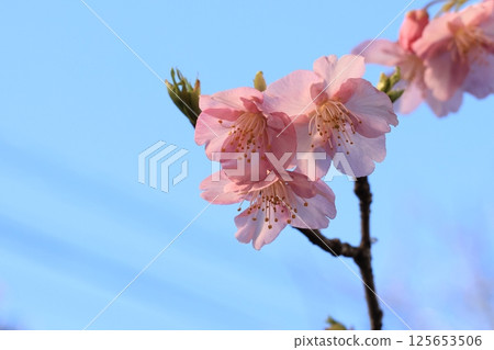 Kawazu cherry blossoms that have begun to bloom Kawazu cherry blossoms that have begun to bloom 125653506