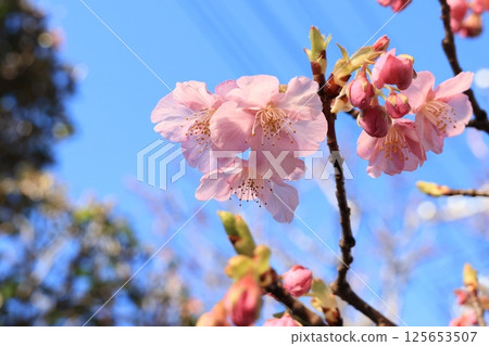 河津櫻花盛開 河津櫻花盛開 125653507