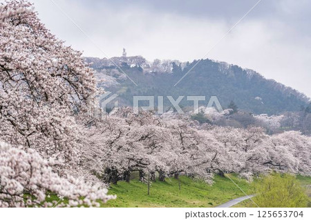 Shiraishi River Bank Hitome Senbonzakura and Funaoka Castle Ruins Park, Shibata Town, Miyagi Prefecture Shiraishi River Bank Hitome Senbonzakura and Funaoka Castle Ruins Park, Shibata Town, Miyagi Prefecture 125653704