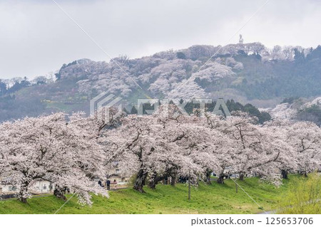 宮城縣柴田町白石川岸人千本櫻·船岡城跡公園 宮城縣柴田町白石川岸人千本櫻·船岡城跡公園 125653706