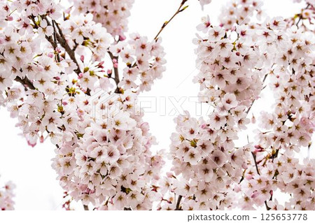Hitome Senbonzakura Somei Yoshino, Ogawara Town, Miyagi Prefecture Hitome Senbonzakura Somei Yoshino, Ogawara Town, Miyagi Prefecture 125653778