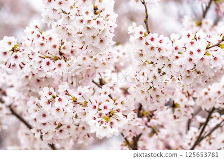 Hitome Senbonzakura Somei Yoshino, Ogawara Town, Miyagi Prefecture Hitome Senbonzakura Somei Yoshino, Ogawara Town, Miyagi Prefecture 125653781