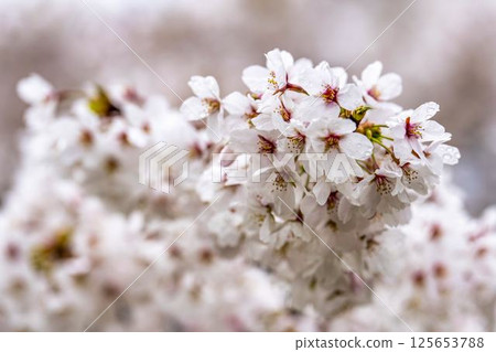 Hitome Senbonzakura Somei Yoshino, Ogawara Town, Miyagi Prefecture 125653788