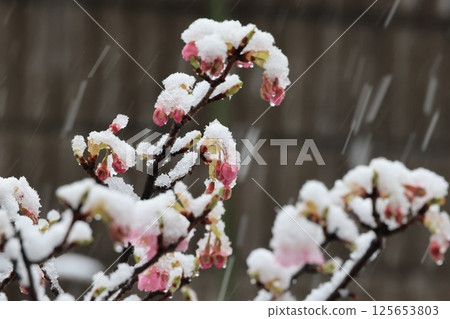 盛開的河津櫻花飄落雪花 125653803