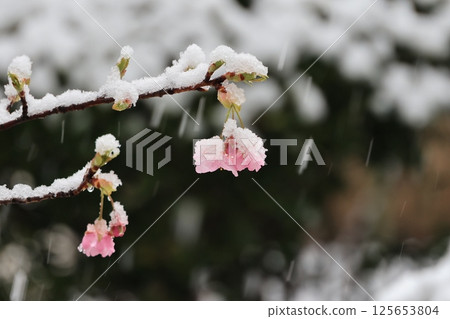 盛開的河津櫻花飄落雪花 125653804