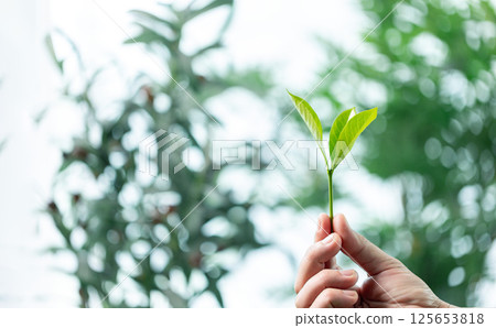 Background of a lush green forest, environment thrives with fresh spring air, vibrant plant life, towering trees, embodying beauty of nature and ecology. environment, background, nature, ecology. 125653818