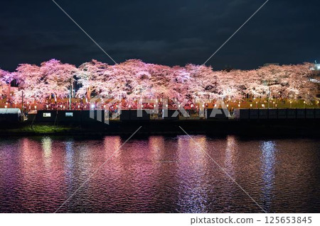 Illuminated 1000 cherry blossoms on the Shiroishi River, Okawaramachi, Miyagi Prefecture Illuminated 1000 cherry blossoms on the Shiroishi River, Okawaramachi, Miyagi Prefecture 125653845