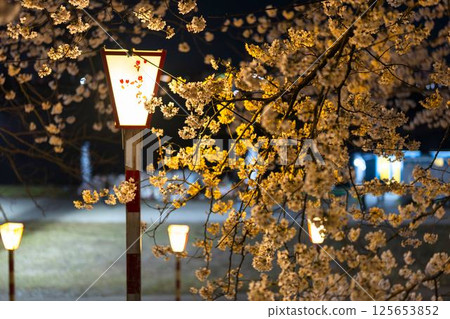 Illuminated 1000 cherry blossoms on the Shiroishi River, Okawaramachi, Miyagi Prefecture 125653852