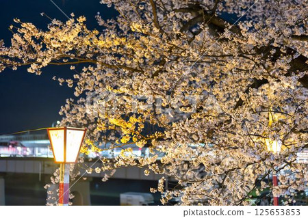 宮城縣大河原町白石川的1000株櫻花被燈光照亮 宮城縣大河原町白石川的1000株櫻花被燈光照亮 125653853