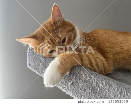 Sleeping orange cat. Home and comfort. White paws, red coloring. Ginger cat. Symbol of coziness, warmth, and the simple joys of domestic life. 125653929