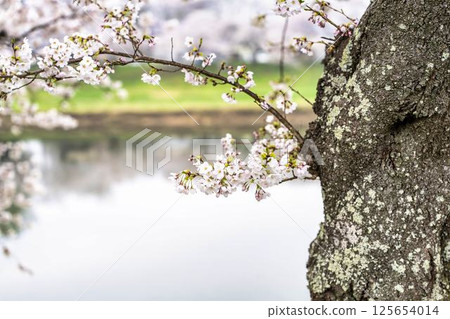 宮城縣小河原町一目千本櫻染井吉野 125654014