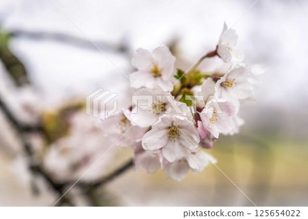 宮城縣小河原町一目千本櫻染井吉野 125654022