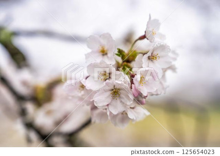 Hitome Senbonzakura Somei Yoshino, Ogawara Town, Miyagi Prefecture 125654023