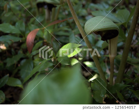 Musashiabumi (stirrup) blooming in April 125654057