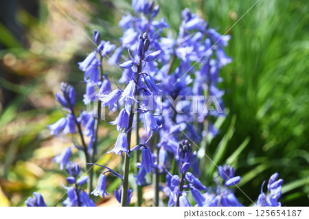 Tsuriganesuisen (bell dragonfly) Tsuriganesuisen (bell dragonfly) 125654187
