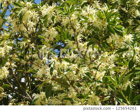 Shikimi flower 125654201
