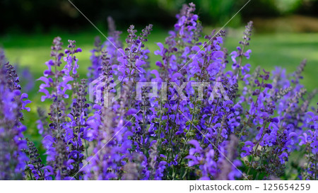 A beautiful close-up of vibrant purple salvia flowers blooming in a garden during spring or summer. A beautiful close-up of vibrant purple salvia flowers blooming in a garden during spring or summer. 125654259