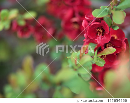 雨季四月盛開的可愛紅色木瓜花 雨季四月盛開的可愛紅色木瓜花 125654366
