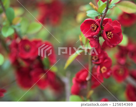雨季四月盛開的可愛紅色木瓜花 125654369