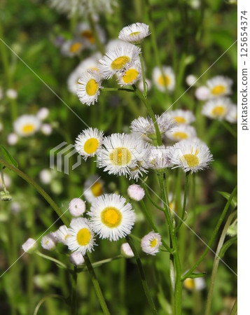 Hallion flowers Hallion flowers 125654374