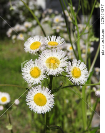 Hallion flowers Hallion flowers 125654377