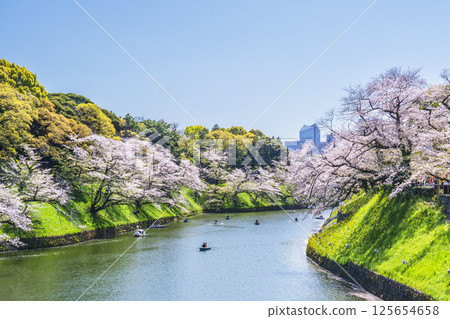 Springtime Chidorigafuchi: Cityscape with cherry blossoms in bloom [Chiyoda Ward, Tokyo] 125654658
