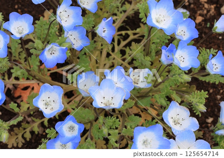 Close-up of a Nemophila flower Close-up of a Nemophila flower 125654714