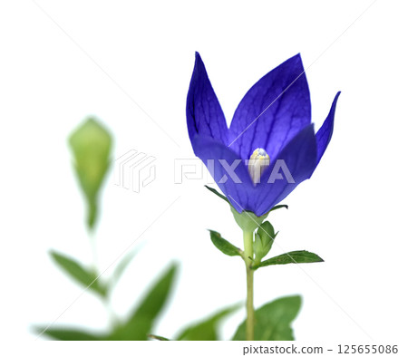 Bellflower flower, one of the seven autumn herbs, cut in four pieces (fixed photo) 125655086