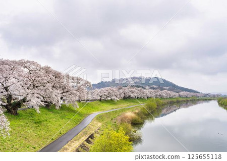 宮城縣柴田町白石川岸人千本櫻·船岡城跡公園 125655118