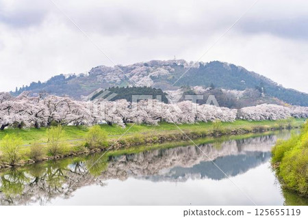 Shiraishi River Bank Hitome Senbonzakura and Funaoka Castle Ruins Park, Shibata Town, Miyagi Prefecture 125655119