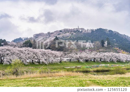 宮城縣柴田町白石川岸人千本櫻·船岡城跡公園 宮城縣柴田町白石川岸人千本櫻·船岡城跡公園 125655120