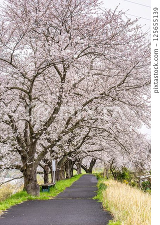 Hitome Senbonzakura Somei Yoshino, Ogawara Town, Miyagi Prefecture 125655139