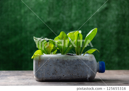 Plastic bottles water DIY for planting vegetable plant on wooden table and decoration in green background, reuse and recycle concepts 125655316