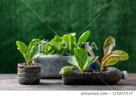 Plastic bottles water DIY for planting vegetable plant on wooden table and decoration in green background, reuse and recycle concepts 125655317