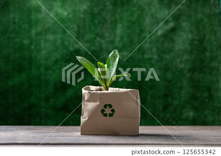 Paper bag with green plant grow on table. indoor small plants. Succulents in an eco paper bag. Eco friendly reusable eco bag and succulents. 125655342