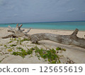 Driftwood on a white sand beach 125655619