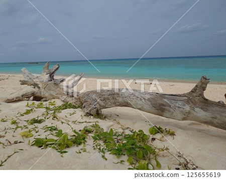 Driftwood on a white sand beach 125655619