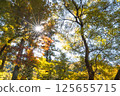 Sun rays shine through golden foliage in autumn windy day 125655715