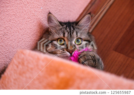 Striped cat plays with pink feather Striped cat plays with pink feather 125655987