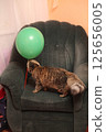 Striped cat plays with an air ball 125656005