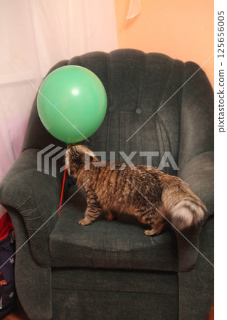 Striped cat plays with an air ball Striped cat plays with an air ball 125656005