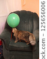 Striped cat plays with an air ball 125656006