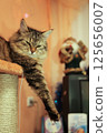 striped cat majestically lies on his house 125656007
