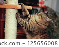 Striped cat has fun playing on the house 125656008
