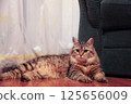 striped cat majestically lies on the floor 125656009