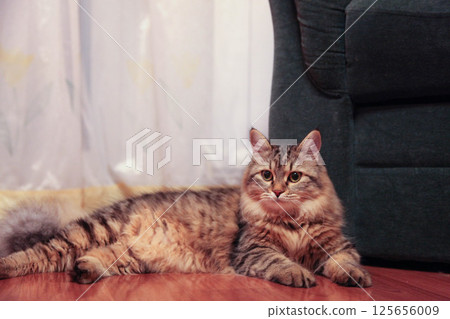 striped cat majestically lies on the floor striped cat majestically lies on the floor 125656009